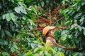 Laos Girl is harvesting coffee berries on Bolaven Plateau. Royalty Free Stock Photo